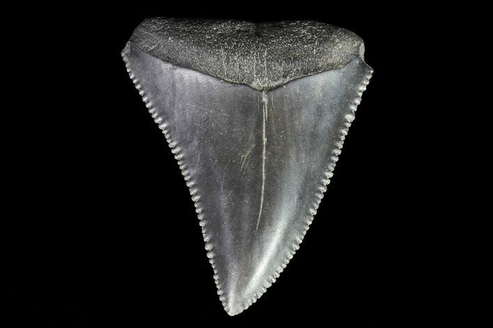 Serrated, Fossil Great White Shark Tooth #66753